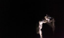 <i>23 de noviembre (19h) </i><b><br> ESPÉCIE <br></b>Rodrigo Cunha (Brasil)<br> DANZA- PERFORMANCE- TEATRO- FESTIVAL ÓRBITA DANZA