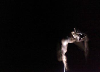 <i>23 de noviembre (19h) </i><b><br> ESPÉCIE <br></b>Rodrigo Cunha (Brasil)<br> DANZA- PERFORMANCE- TEATRO- FESTIVAL ÓRBITA DANZA